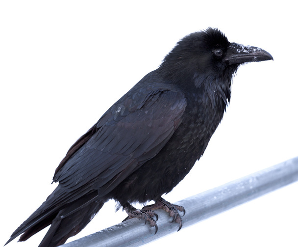 Yhteinen Raven Corvus corax kyydissä metallitanko
 - Valokuva, kuva