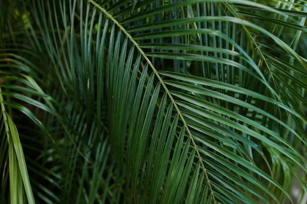 Palm foliage background photo. - Fotó, kép