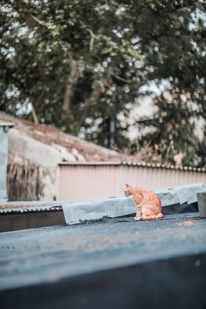 Stray on roof, outdoor - Photo, Image