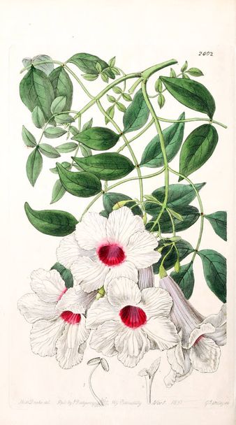 Illustration of plant. Old image - Foto, Bild