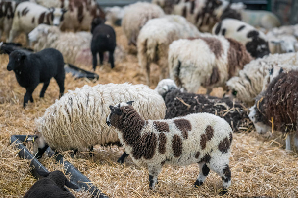 Folle di pecore in piedi all'interno di fienile in una fattoria nel Kent, Regno Unito
 - Foto, immagini
