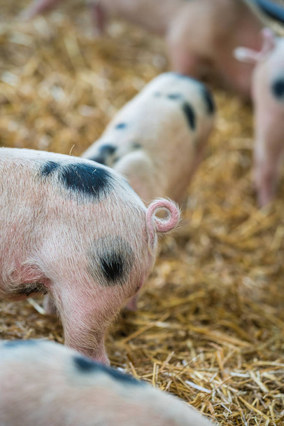 Gros plan d'une minuscule queue de cochon frisée, ferme anglaise en campagne
 - Photo, image