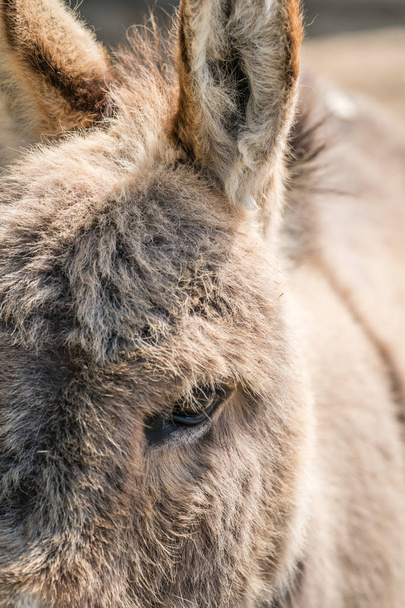 Close up of a furry donkey  on a farm in England countryside - Zdjęcie, obraz