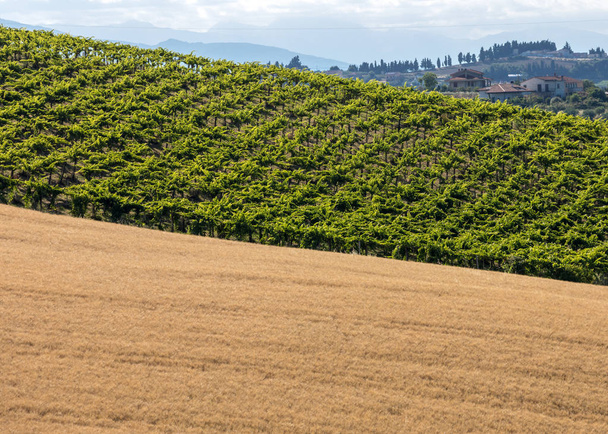 vista dei campi di grano e dei vigneti sulle dolci colline abruzzesi. Italia
  - Foto, immagini