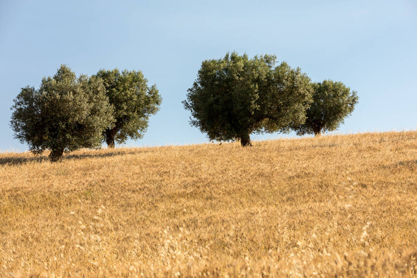  weergave van olijfboomgaarden en velden op de glooiende heuvels van Abruzzo  - Foto, afbeelding