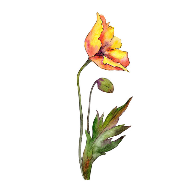 Orange poppy. Floral botanical flower. Wild spring leaf wildflower isolated. Aquarelle wildflower for background, texture, wrapper pattern, frame or border. - Photo, Image