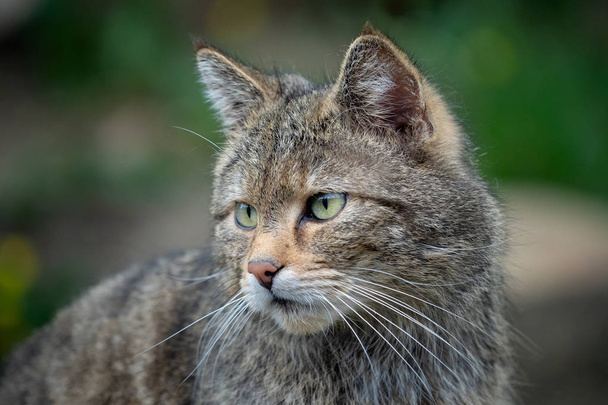 Gato salvaje europeo (Felis silvestris
) - Foto, Imagen