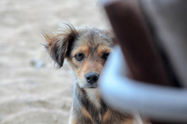 imagen de un perro callejero abandonado asomándose a través de la silla en una playa
 - Foto, imagen