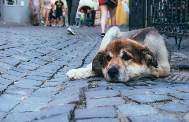 Hajléktalan kutya az utcán, a régi város - Fotó, kép