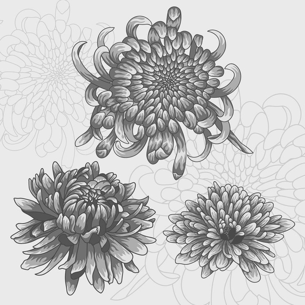 Isolated flower set. Silver chrysanthemums. - Vector, imagen