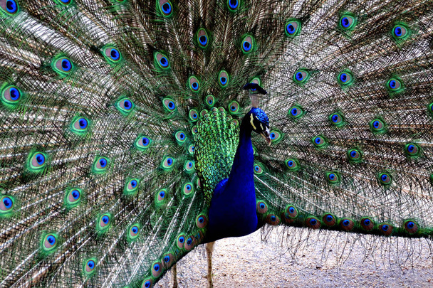 美丽的孔雀，羽毛的画像 - Φωτογραφία, εικόνα