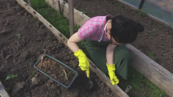 Mujer jardinero desmalezando el suelo en invernadero
 - Imágenes, Vídeo