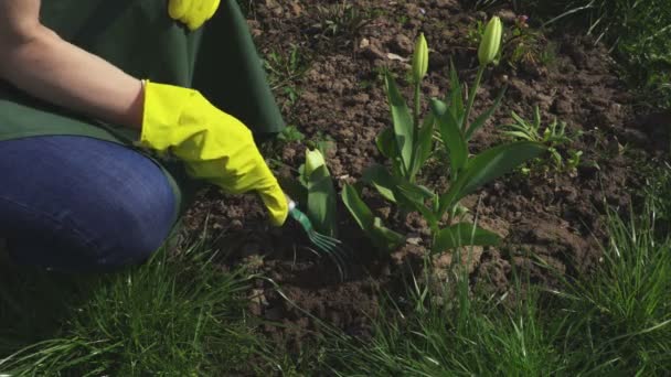 Mujer jardinero deshierbe alrededor de tulipanes
 - Imágenes, Vídeo
