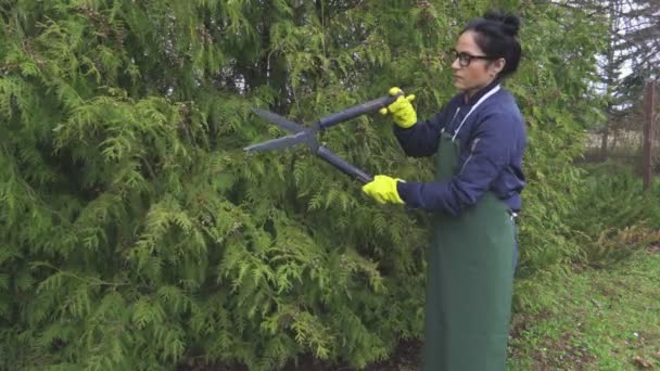Женщина режущая изгородь туи
 - Кадры, видео