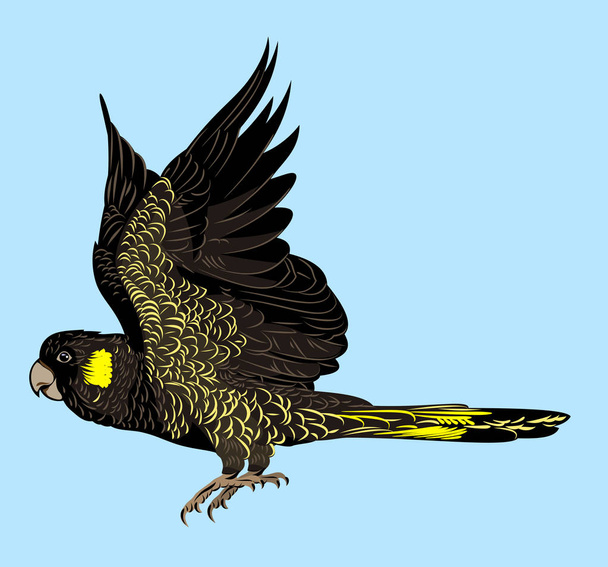 Portrait of a flying mourning black cockatoo - Vector, Image