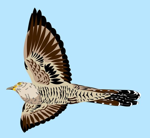 Portrait of a flying cuckoo - Vector, Image