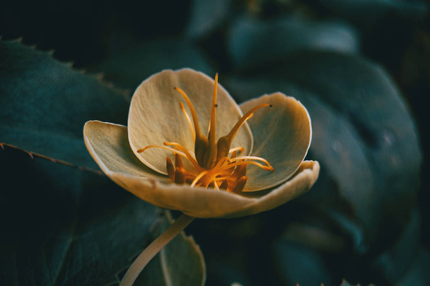 Помаранчеві і жовті квіти вірідіс в природі з сонячним світлом
 - Фото, зображення