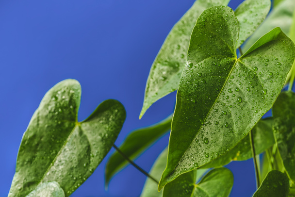 vue rapprochée des feuilles tropicales vertes avec des gouttes d'eau isolées sur fond bleu
  - Photo, image