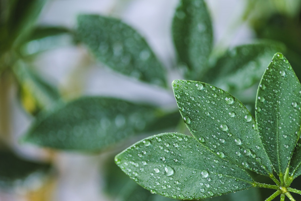 close up view of schefflera with green leaves and water drops on blurred background - Photo, Image