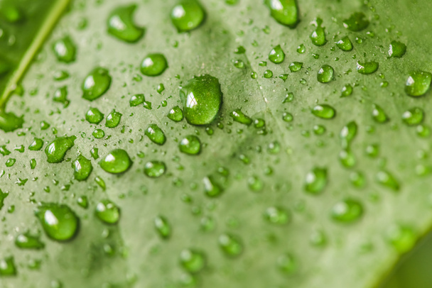 close up image of green leaf with water drops  - Zdjęcie, obraz