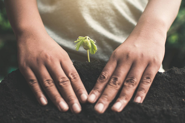 menschliche Hand pflanzt wenig Grünsprieß, Konzept rettet die Welt. - Foto, Bild