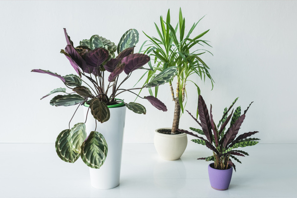 plantas de calathea e palma em vasos isolados sobre fundo cinza
 - Foto, Imagem