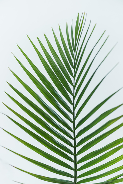 close up view of palm branch with green leaves isolated on grey background - Photo, image