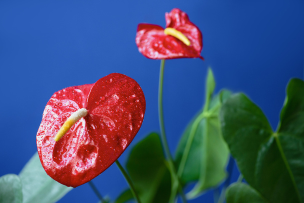 close up view of red anthuriums with water drops and green leaves isolated on blue background  - Photo, Image