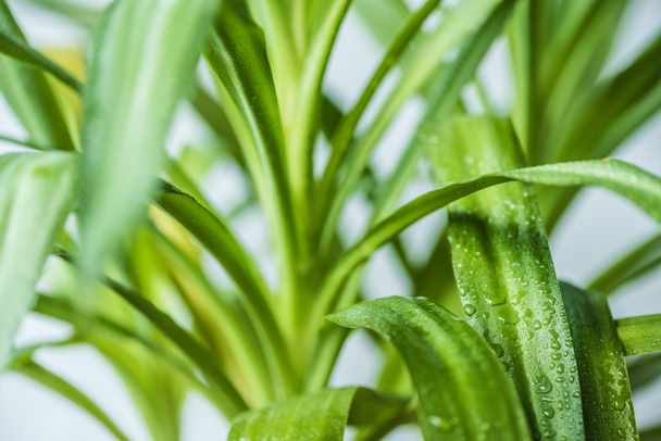 vista de perto de folhas verdes com gotas de água no fundo borrado
  - Foto, Imagem