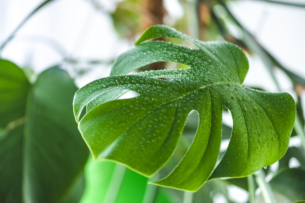 selective focus of green leaf with water drops on blurred background  - Foto, immagini