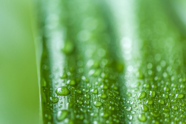 close up view of green leaf with water drops on blurred background  - Photo, Image