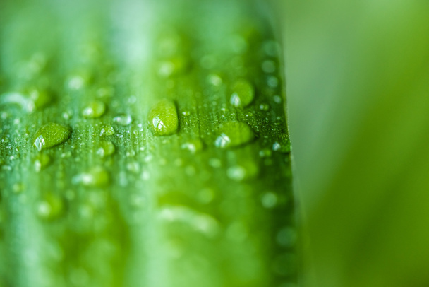 zbliżenie zielony liść z kropli wody na niewyraźne tło  - Zdjęcie, obraz