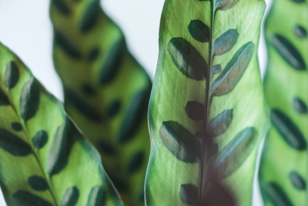 крупный план листьев calathea lancifolia на размытом фоне
 - Фото, изображение