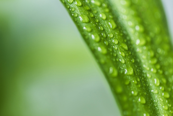 vista de perto da folha verde com gotas de água no fundo borrado
  - Foto, Imagem
