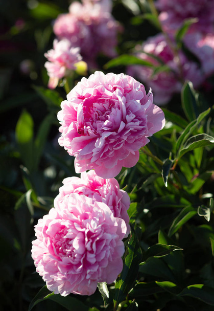 Imagem de foco suave de peônias rosa e branca no jardim. Peônias rosa e branca florescendo. Foco seletivo. Profundidade de campo rasa
. - Foto, Imagem