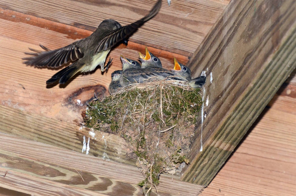 Mère oiseau volant vers le nid pour nourrir ses petits
. - Photo, image