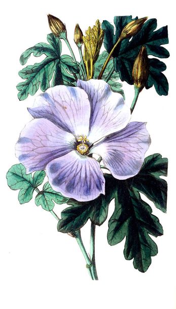 Illustration of plant. Old image - Фото, изображение