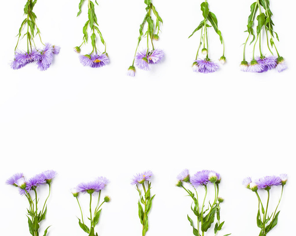 Bordure faite de fleurs violettes sur fond blanc. Vue supérieure avec espace de copie. Pose plate
. - Photo, image