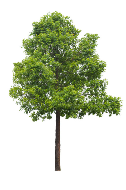 Árvore isolada em um fundo branco, pode ser usada uma árvore para montagem de peças para seus projetos ou imagens
 - Foto, Imagem
