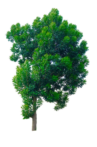 Ağaç beyaz bir arka plan üzerinde izole olabilir parça derleme tasarımlar veya görüntü için bir ağaç kullanılan - Fotoğraf, Görsel
