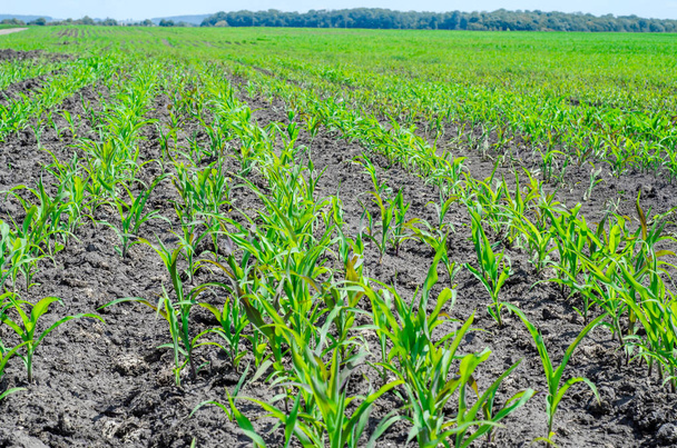 Проростки молодої кукурудзи на полі
 - Фото, зображення
