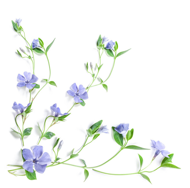 Spring flowers Periwinkle isolated in white, top view. Valentine's background. Flowers pattern texture - Foto, immagini