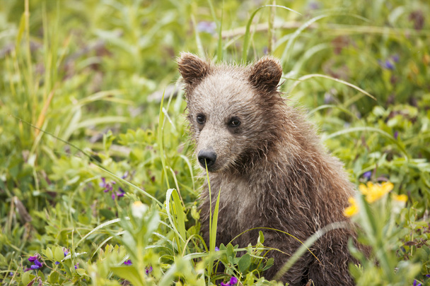 Бурый медвежонок
 - Фото, изображение