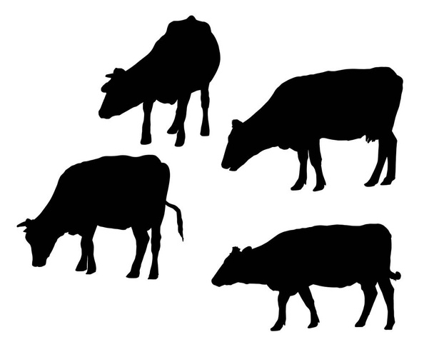 Set of realistic silhouettes of cow, isolated on white background - vector - Vector, Image