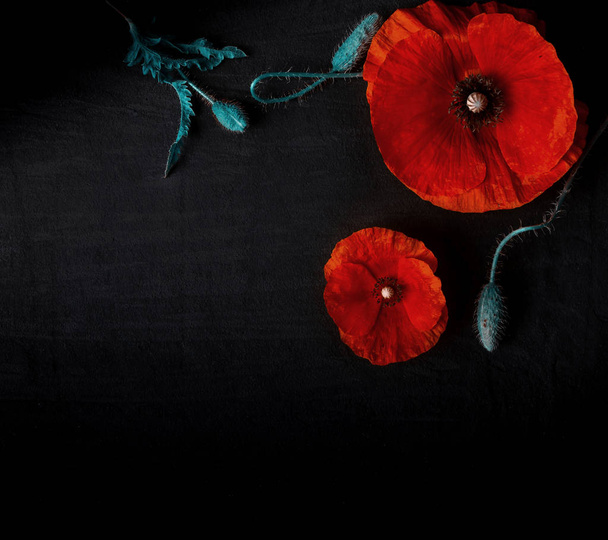 Top view of fresh red poppies on black background - Photo, Image