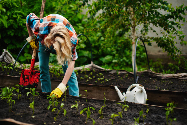 woman with shovel in  process of planting seedlings in flowerbed in  garden - Fotoğraf, Görsel
