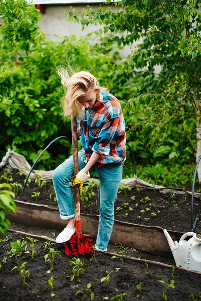 woman with shovel digging flowerbed with seedlings in  garden - 写真・画像