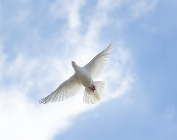  vue supérieure du pigeon d'accueil en plume blanche volant contre un beau ciel bleu vif
 - Photo, image