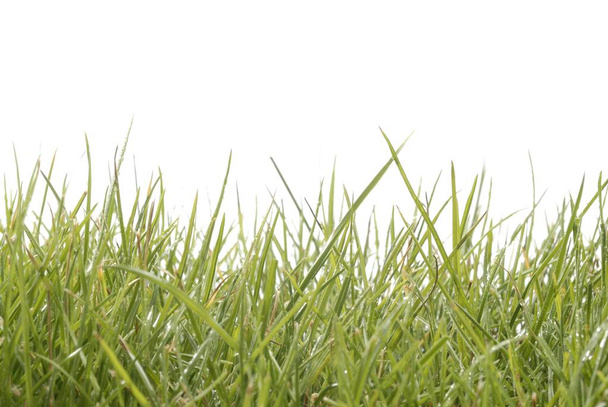 makro çekim çimen - Fotoğraf, Görsel