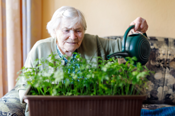 Donna anziana di 90 anni che annaffia le piante di prezzemolo con acqua può a casa
 - Foto, immagini